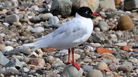 La Isla de la Desembocadura del Río Besós