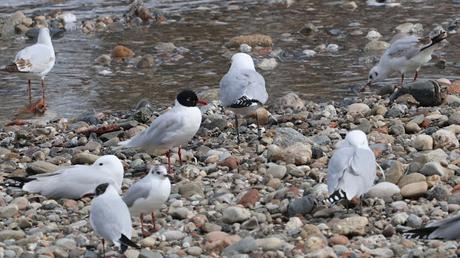 La Isla de la Desembocadura del Río Besós