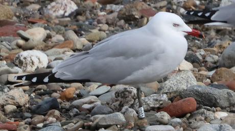 La Isla de la Desembocadura del Río Besós