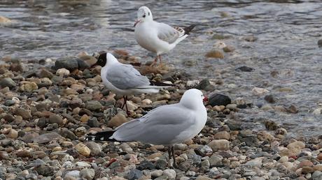 La Isla de la Desembocadura del Río Besós