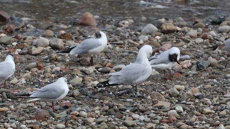 La Isla de la Desembocadura del Río Besós