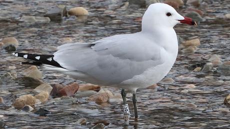 La Isla de la Desembocadura del Río Besós