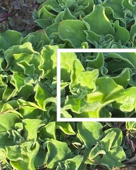 Verde-rocĂ­o-escarcha