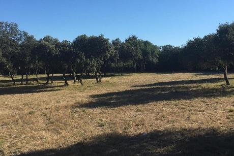 5 Ideas para caminatas en el Nîmes Garigue La madera de los espeisses