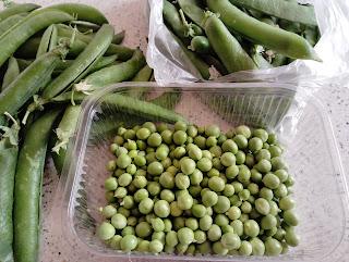 RISOTTO CON GUISANTES, QUESO DE CABRA MALAGUEÑO Y VELO DE PAPADA CURADA IBÉRICA