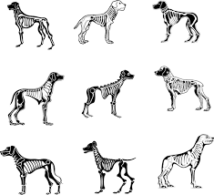 Hallan en Inglaterra un inmenso depósito de huesos de perros romanos que nos cuenta mucho más de lo que parece
