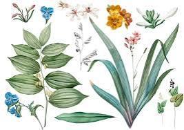 ¿Cómo se clasifican las plantas? Un viaje al mundo de la botánica ¿Cómo se clasifican las plantas? Un viaje al mundo de la botánica