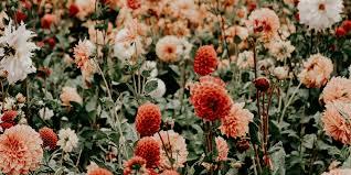 ¿Cómo se clasifican las plantas? Un viaje al mundo de la botánica ¿Cómo se clasifican las plantas? Un viaje al mundo de la botánica