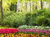 ¿Cómo clasifican plantas? viaje mundo botánica