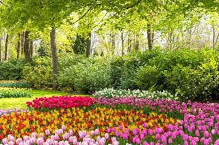 ¿Cómo se clasifican las plantas? Un viaje al mundo de la botánica ¿Cómo se clasifican las plantas? Un viaje al mundo de la botánica