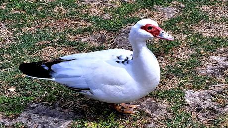 JAPÓN : EL LEGADO DEL REINO RYŪKYŪ EN OKINAWA JAPÓN : EL LEGADO DEL REINO RYŪKYŪ EN OKINAWA