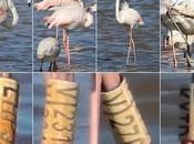Flamencos anillas LHPJ, V/231, V/276 KXTD