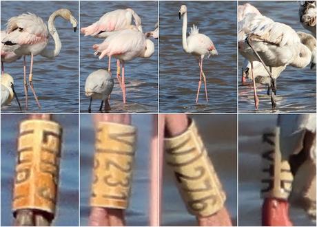 Flamencos con anillas LHPJ, V/231, V/276 y KXTD Flamencos con anillas LHPJ, V/231, V/276 y KXTD
