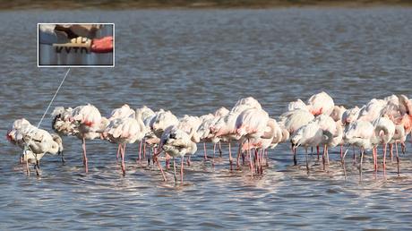 Flamencos con anillas LHPJ, V/231, V/276 y KXTD Flamencos con anillas LHPJ, V/231, V/276 y KXTD