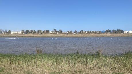 Flamencos con anillas LHPJ, V/231, V/276 y KXTD Flamencos con anillas LHPJ, V/231, V/276 y KXTD