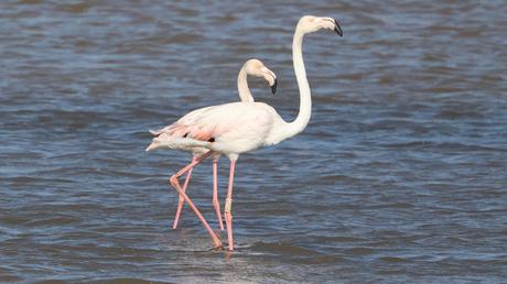 Flamencos con anillas LHPJ, V/231, V/276 y KXTD Flamencos con anillas LHPJ, V/231, V/276 y KXTD