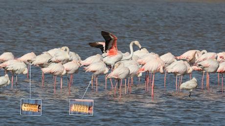 Flamencos con anillas LHPJ, V/231, V/276 y KXTD Flamencos con anillas LHPJ, V/231, V/276 y KXTD