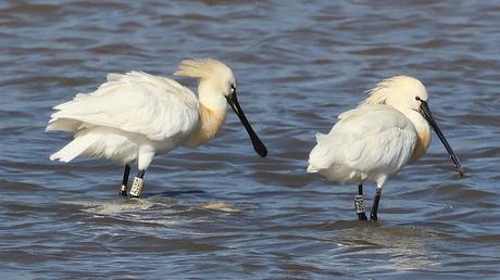 Cuatro Espátulas en tramo final el Llobregat