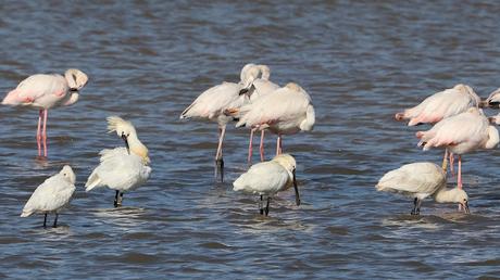 Cuatro Espátulas en tramo final el Llobregat