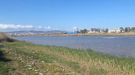 Cuatro Espátulas en tramo final el Llobregat