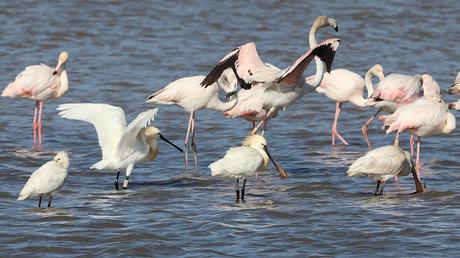 Cuatro Espátulas en tramo final el Llobregat