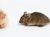 Crean ratones pelo mamut: experimento desafía extinción especies