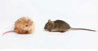 Crean ratones con pelo de mamut: experimento desafía la extinción de las especies