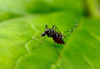 Técnica revolucionaria de ingeniería genética mata insectos tras el apareamiento: un avance prometedor en el control de plagas Técnica revolucionaria de ingeniería genética mata insectos tras el apareamiento: un avance prometedor en el control de plagas