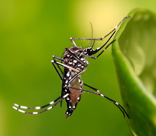 Técnica revolucionaria de ingeniería genética mata insectos tras el apareamiento: un avance prometedor en el control de plagas Técnica revolucionaria de ingeniería genética mata insectos tras el apareamiento: un avance prometedor en el control de plagas