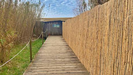 El Escribano Palustre: Un Tesoro de los Humedales El Escribano Palustre: Un Tesoro de los Humedales