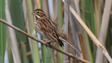 El Escribano Palustre: Un Tesoro de los Humedales El Escribano Palustre: Un Tesoro de los Humedales
