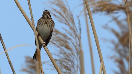 El Escribano Palustre: Un Tesoro de los Humedales El Escribano Palustre: Un Tesoro de los Humedales