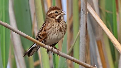 El Escribano Palustre: Un Tesoro de los Humedales El Escribano Palustre: Un Tesoro de los Humedales