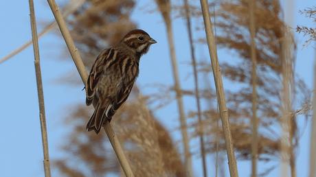 El Escribano Palustre: Un Tesoro de los Humedales El Escribano Palustre: Un Tesoro de los Humedales
