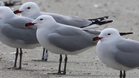 Gaviotas de Audouin en el Port de Sant Adrià