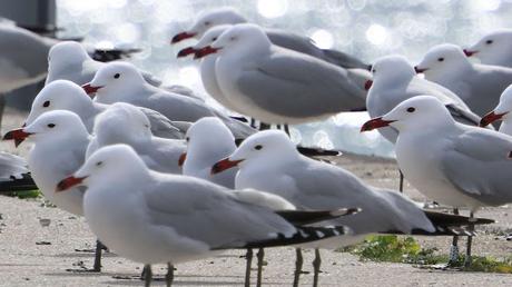 Gaviotas de Audouin en el Port de Sant Adrià