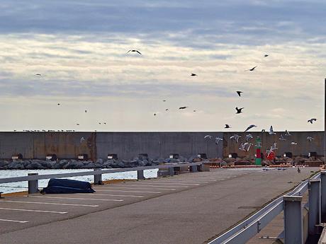 Gaviotas de Audouin en el Port de Sant Adrià