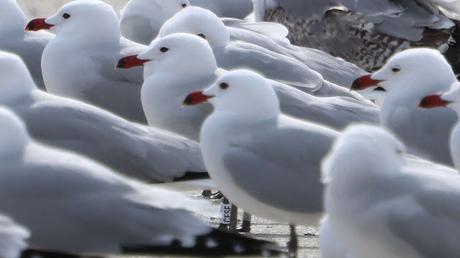 Gaviotas de Audouin en el Port de Sant Adrià