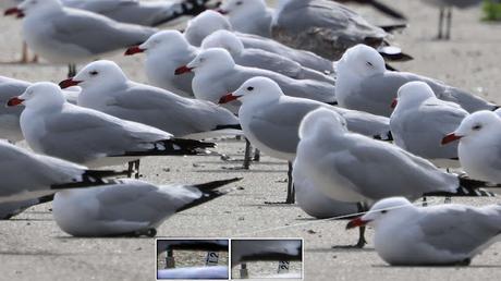 Gaviotas de Audouin en el Port de Sant Adrià