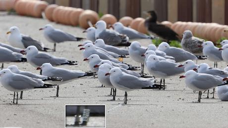 Gaviotas de Audouin en el Port de Sant Adrià