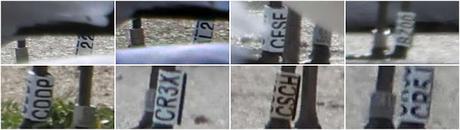 Gaviotas de Audouin en el Port de Sant Adrià