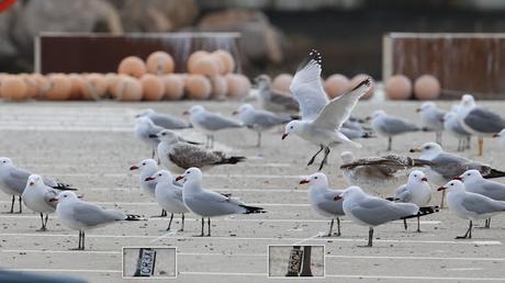 Gaviotas de Audouin en el Port de Sant Adrià