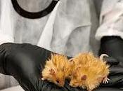 Paso gigante para resurrección mamut: nacen primeros ratones pelo mamut