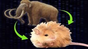 Paso de gigante para la resurrección del mamut: nacen los primeros ratones con pelo de mamut