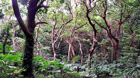 JAPÓN : LOS LUGARES SAGRADOS DE ISLA KUDAKA Y SEFA-UTAKI JAPÓN : LOS LUGARES SAGRADOS DE ISLA KUDAKA Y SEFA-UTAKI