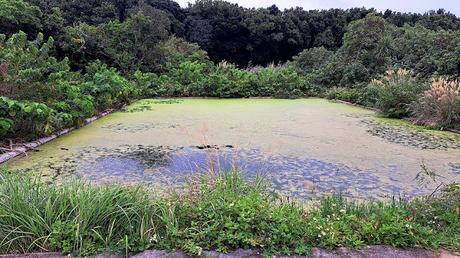 JAPÓN : LOS LUGARES SAGRADOS DE ISLA KUDAKA Y SEFA-UTAKI JAPÓN : LOS LUGARES SAGRADOS DE ISLA KUDAKA Y SEFA-UTAKI