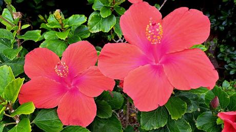 JAPÓN : LOS LUGARES SAGRADOS DE ISLA KUDAKA Y SEFA-UTAKI JAPÓN : LOS LUGARES SAGRADOS DE ISLA KUDAKA Y SEFA-UTAKI