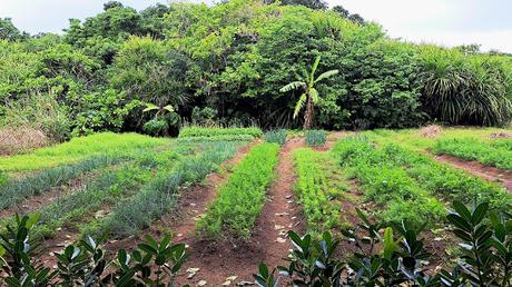 JAPÓN : LOS LUGARES SAGRADOS DE ISLA KUDAKA Y SEFA-UTAKI JAPÓN : LOS LUGARES SAGRADOS DE ISLA KUDAKA Y SEFA-UTAKI