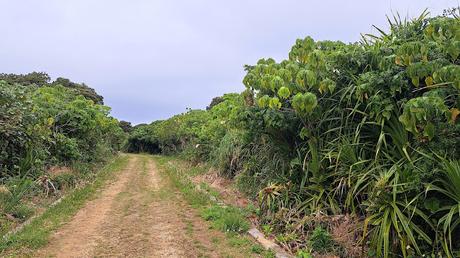 JAPÓN : LOS LUGARES SAGRADOS DE ISLA KUDAKA Y SEFA-UTAKI JAPÓN : LOS LUGARES SAGRADOS DE ISLA KUDAKA Y SEFA-UTAKI