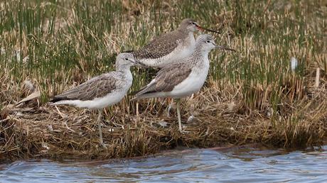 Comparación de Archibebes Comparación de Archibebes